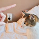 Как наказать кота?