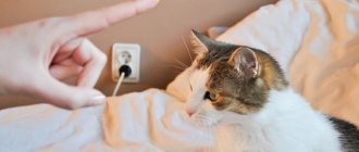 Как наказать кота?
