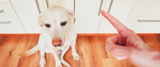 как наказать непослушную собаку