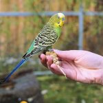 Как научить волнистого попугая говорить: простые советы
