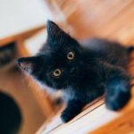 Как назвать черного котенка мальчика читайте статью