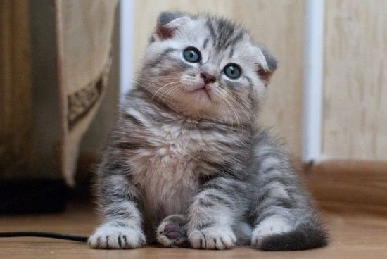 Как назвать кота шотландского вислоухого?