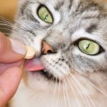 Как обнаружить глистов у кошки в домашних условиях и проглистогонить ее