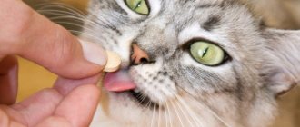 Как обнаружить глистов у кошки в домашних условиях и проглистогонить ее