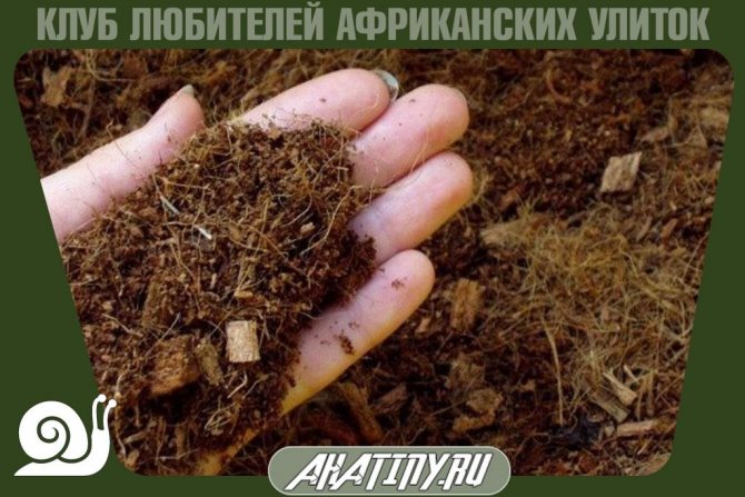 Как оборудовать террариум или контейнер для улитки ахатин