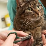как обрезать когти коту в домашних условиях