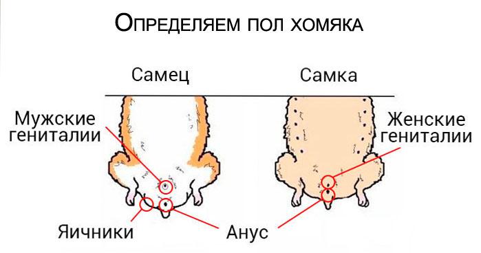 как определить пол сирийского