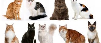 Как определить породу кошки