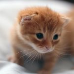 Как определить возраст этого котёнка?