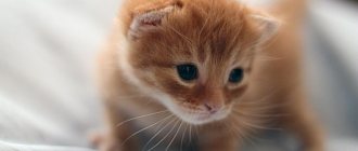 Как определить возраст этого котёнка?
