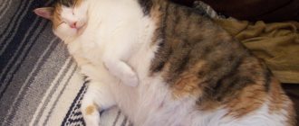 Как откормить кота