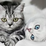 Как отличить кота от кошки