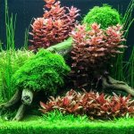 Как подготовить корягу для аквариума. как варить корягу