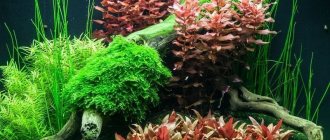 Как подготовить корягу для аквариума. как варить корягу