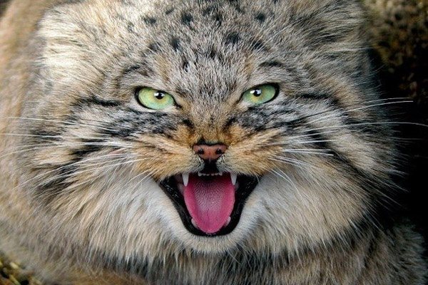 Как подметил Гюго, кошка дана человеку для того, чтобы у него был тигр, которого можно погладить. Иногда.