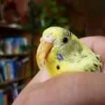 как подстричь клюв попугаю в домашних условиях