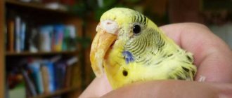 как подстричь клюв попугаю в домашних условиях