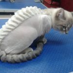 Как подстричь кота в домашних условиях