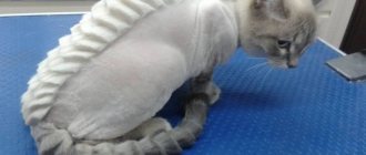 Как подстричь кота в домашних условиях