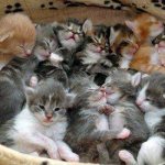 как помочь рожающей кошке