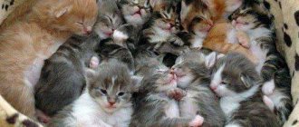 как помочь рожающей кошке