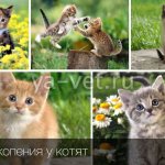 Как понять что у кошки панлейкопения