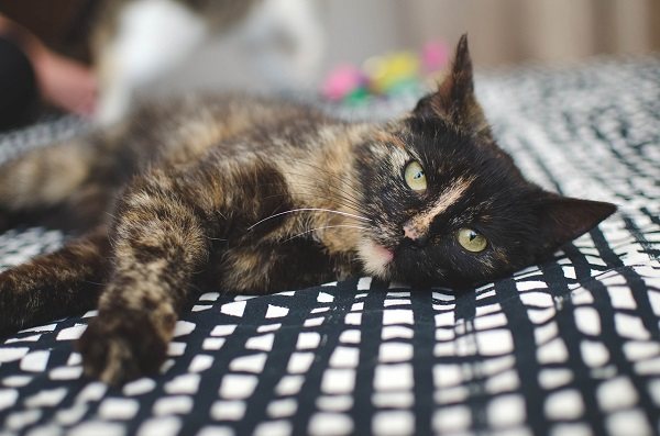 Как поставить капельницу коту в домашних условиях