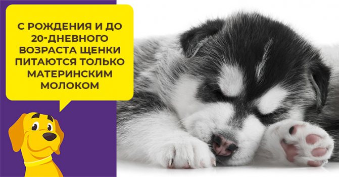 Как правильно кормить щенков сибирской лайки