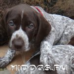 Как правильно кормить взрослых собак курцхаара, щенков, кормящих сук, натуральное питание и сухой корм, что выбрать.