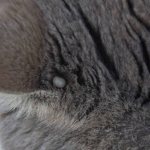 Как правильно вытащить клеща у кошки