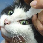 Как правильно закапывать глаза кошке
