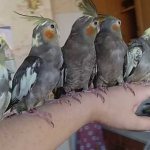 как приручить кореллу