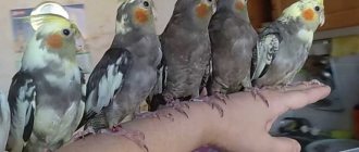 как приручить кореллу