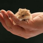 Как приучить хомяка к рукам, приручение джунгарских и сирийских хомячков