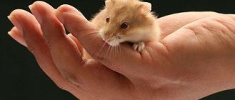 Как приучить хомяка к рукам, приручение джунгарских и сирийских хомячков
