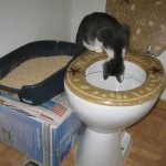 Как приучить кота к унитазу