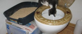 Как приучить кота к унитазу