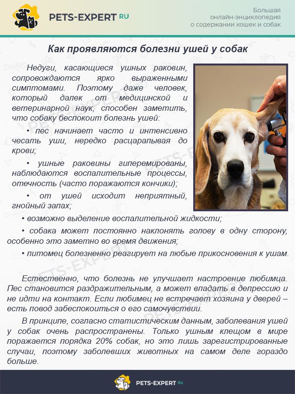 Как проявляются болезни ушей у собак