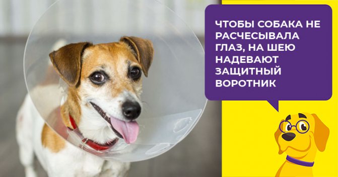 Как распознать и вылечить лейкому вовремя: полезные советы