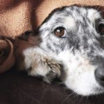 как развивается болезнь лептоспироз у собак