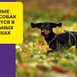Как сбросить лишний вес собаке: подбор питания и физических нагрузок