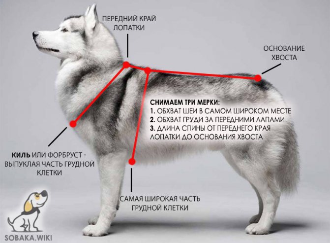 как снять мерки для пошива шлейки