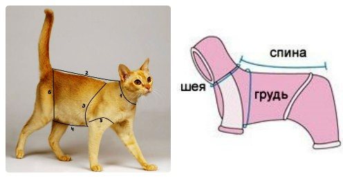 Как снять мерки с кота