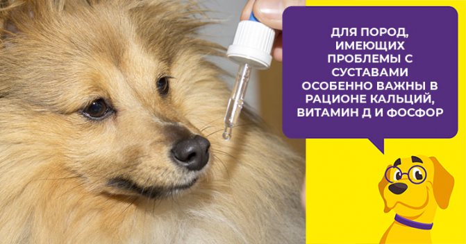 Как составить рацион беременной собаки по неделям