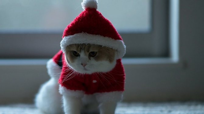 Как сшить для кошки одежду