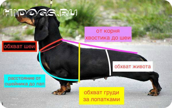 Как сшить одежду для таксы самостоятельно, выкройки, пошаговая инструкция.