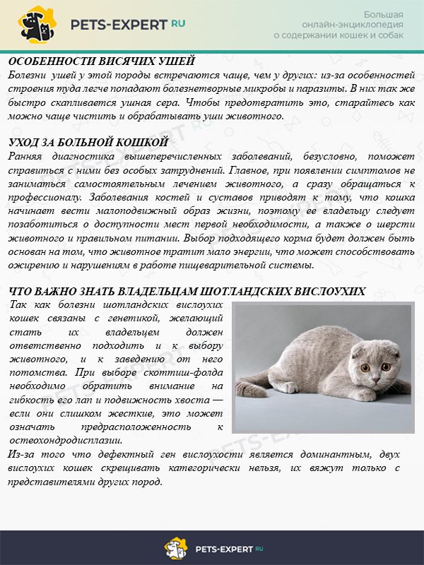 Как ухаживать за больной кошкой