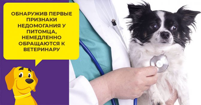 Как ухаживать за собакой породы чихуахуа: создаем лучшие условия для малышки