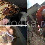 как умирают улитки