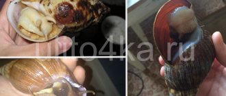 как умирают улитки